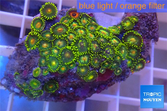 Zoanthus golden 5-6 cm WYSIWYG acclimaté