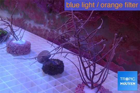 Gorgonia symbiotic 10-16 cm WYSIWYG acclimaté