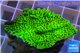 Montipora green & purple polyps 3-4 cm WYSIWYG acclimaté