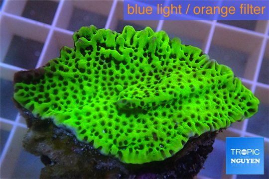 Montipora green & purple polyps 3-4 cm WYSIWYG acclimaté