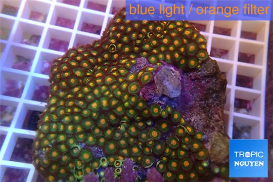 Zoanthus orange 7-11 cm WYSIWYG acclimaté