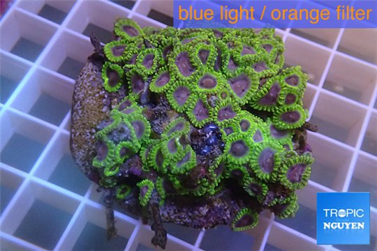 Zoanthus Fijii premium 8-12 cm WYSIWYG acclimaté