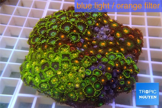 Zoanthus garden mix color 8-12 cm WYSIWYG acclimaté