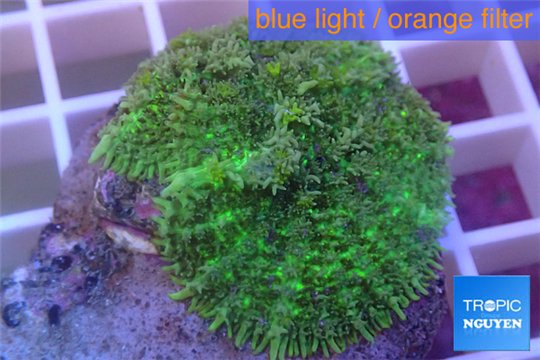 Rhodactis big leaf 2 polyps WYSIWYG acclimaté