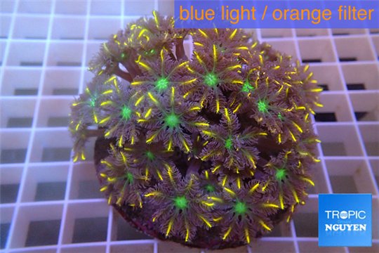 Clavularia papaya orange green 8-12 cm WYSIWYG acclimaté