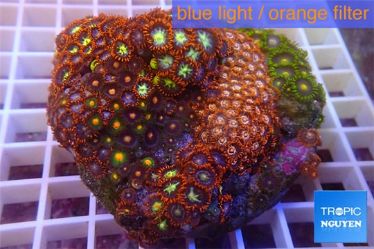 Zoanthus garden mix color 8-12 cm WYSIWYG acclimaté