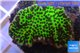 Montipora green & purple polyps 3-4 cm WYSIWYG acclimaté