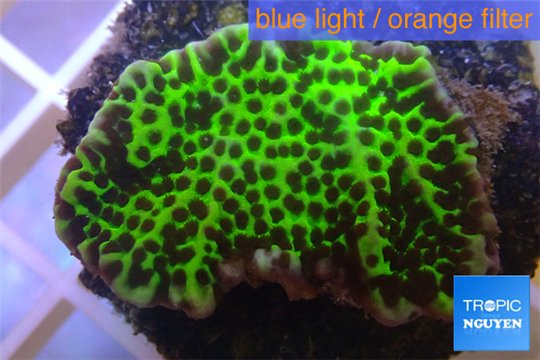 Montipora green & purple polyps 3-4 cm WYSIWYG acclimaté