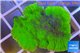 Montipora green cap 3-4 cm WYSIWYG acclimaté