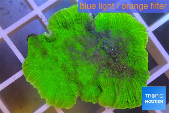 Montipora green cap 3-4 cm WYSIWYG acclimaté