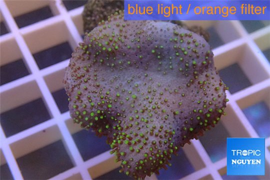Sarcophyton full neon green polyps Australia 4-7 cm WYSIWYG acclimaté