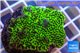 Montipora green & purple polyps 3-4 cm WYSIWYG acclimaté
