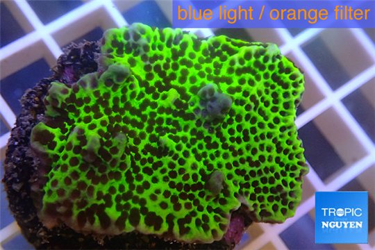 Montipora green & purple polyps 3-4 cm WYSIWYG acclimaté