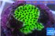 Montipora green & purple polyps 2-3 cm WYSIWYG acclimaté