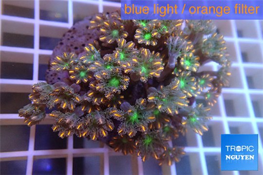 Clavularia papaya orange green 8-12 cm WYSIWYG acclimaté