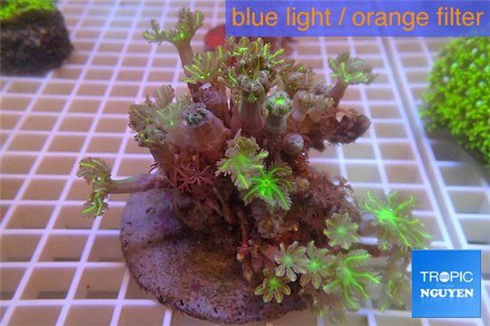 Clavularia papaya orange green 7-10 cm WYSIWYG acclimaté