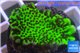 Montipora green & purple polyps 3-4 cm WYSIWYG acclimaté