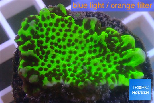 Montipora green & purple polyps 3-4 cm WYSIWYG acclimaté