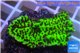 Montipora green & purple polyps 3-4 cm WYSIWYG acclimaté