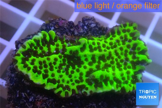 Montipora green & purple polyps 3-4 cm WYSIWYG acclimaté