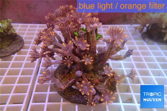 Clavularia papaya orange 8-12 cm WYSIWYG acclimaté