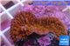 Montipora red purple polyps 3-5 cm WYSIWYG acclimaté