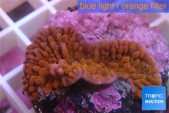 Montipora red purple polyps 3-5 cm WYSIWYG acclimaté