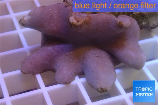 Sarcophyton full neon green polyps Australia 7-12 cm WYSIWYG acclimaté