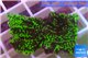 Montipora green & purple polyps (without plug) 3-4 cm WYSIWYG acclimaté