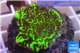 Montipora green & purple polyps 3-4 cm WYSIWYG acclimaté