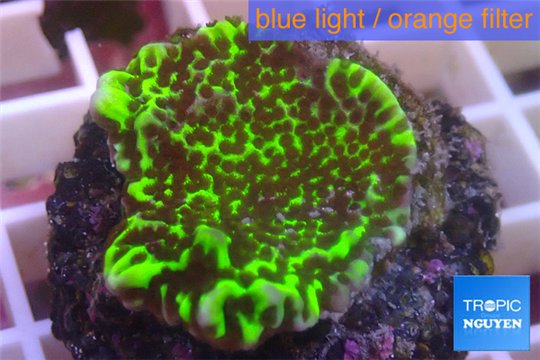 Montipora green & purple polyps 3-4 cm WYSIWYG acclimaté