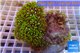 Pachyclavularia neon green 7-10 cm WYSIWYG acclimaté