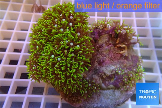 Pachyclavularia neon green 7-10 cm WYSIWYG acclimaté