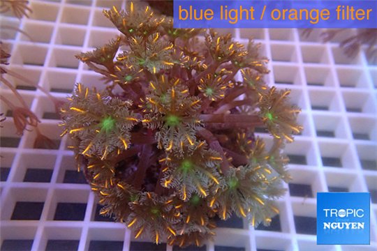 Clavularia papaya orange green 8-12 cm WYSIWYG acclimaté