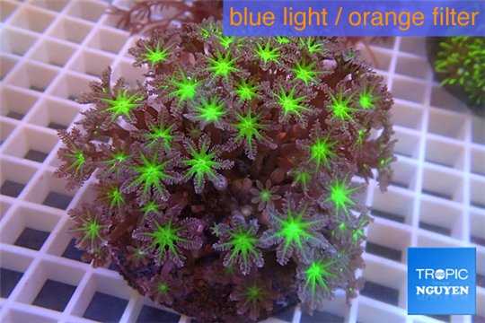 Clavularia papaya purple green 8-12 cm WYSIWYG acclimaté