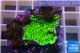Montipora green & purple polyps 2-3 cm WYSIWYG acclimaté