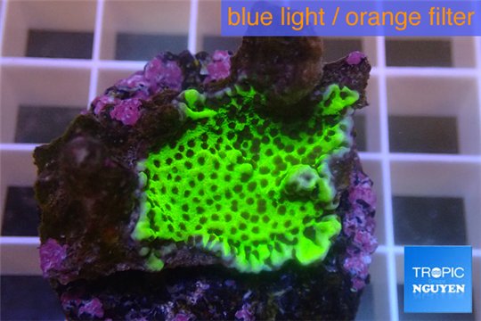 Montipora green & purple polyps 2-3 cm WYSIWYG acclimaté
