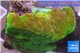 Montipora green gold 2-4 cm WYSIWYG acclimaté