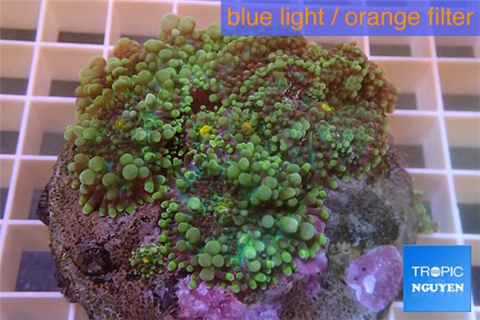 Ricordea yuma purple green 7-10 cm WYSIWYG acclimaté