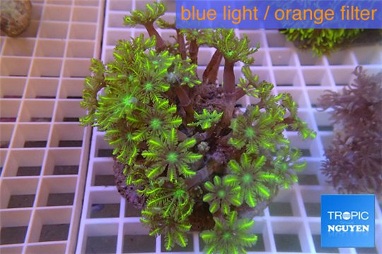 Clavularia papaya golden green 8-12 cm WYSIWYG acclimaté