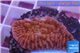 Montipora red & purple plyps 2-3 cm WYSIWYG acclimaté