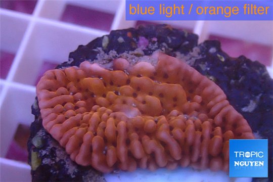Montipora red & purple plyps 2-3 cm WYSIWYG acclimaté