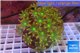 Clavularia papaya golden green 8-12 cm WYSIWYG acclimaté