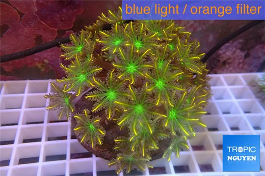 Clavularia papaya golden green 8-12 cm WYSIWYG acclimaté