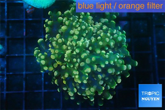 Euphyllia yaeyamaensis green 5-8 cm WYSIWYG acclimaté