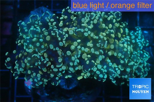 Euphyllia yaeyamaensis orange green 7-9 cm WYSIWYG acclimaté