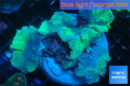 Sinularia dura green 8-14 cm WYSIWYG acclimaté