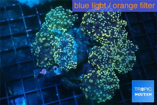 Euphyllia paradivisa orange 8-15 cm WYSIWYG acclimaté