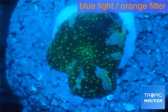 Discosoma golden fusion 1 polyp WYSIWYG acclimaté