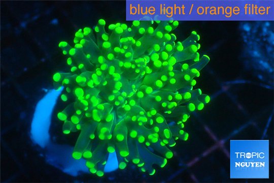Euphyllia glabrescens green & yellow tip 3-5 cm WYSIWYG acclimaté
